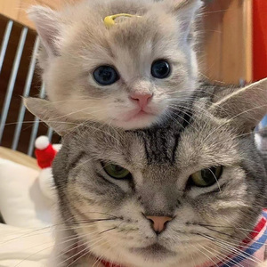 臭脚女混混给我打脚枪的
