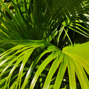 成人片色情免费观看软件的特点
